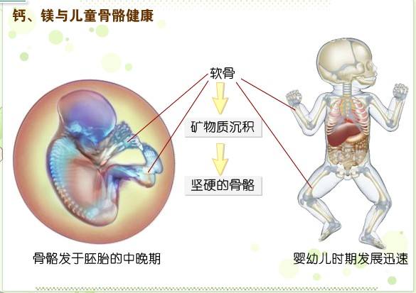 微量元素分析仪品牌与人体骨骼健康?600cc全讯白菜网站地址