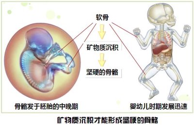 微量元素检测仪厂家之锶对骨骼发育的神奇疗效?600cc全讯白菜网站地址