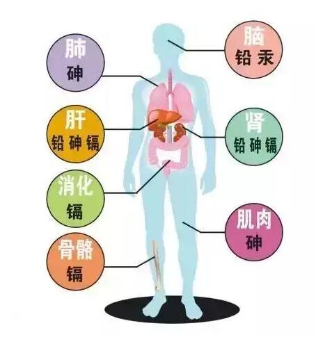 人体微量元素分析仪